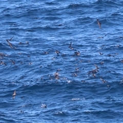 Ardenna tenuirostris at Guerilla Bay, NSW - 30 Sep 2024