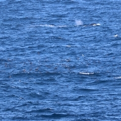 Ardenna tenuirostris at Guerilla Bay, NSW - 30 Sep 2024