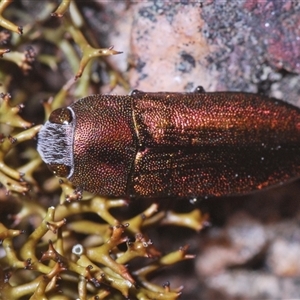 Melobasis propinqua at Aranda, ACT - 29 Sep 2024