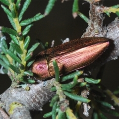 Melobasis propinqua at Aranda, ACT - 29 Sep 2024