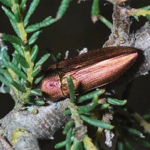 Melobasis propinqua at Aranda, ACT - 29 Sep 2024