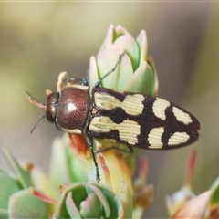 Castiarina decemmaculata (Ten-spot Jewel Beetle) at Uriarra Village, ACT - 30 Sep 2024 by Harrisi