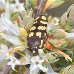 Castiarina decemmaculata at Uriarra Village, ACT - 30 Sep 2024