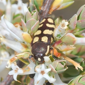 Castiarina decemmaculata at Uriarra Village, ACT - 30 Sep 2024