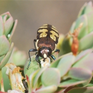 Castiarina decemmaculata at Uriarra Village, ACT - 30 Sep 2024