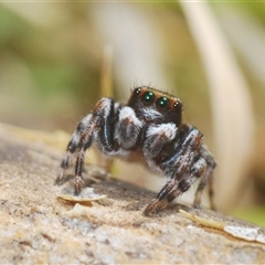 Maratus sp. (genus) (Unidentified Peacock spider) at Uriarra Village, ACT - 30 Sep 2024 by Harrisi