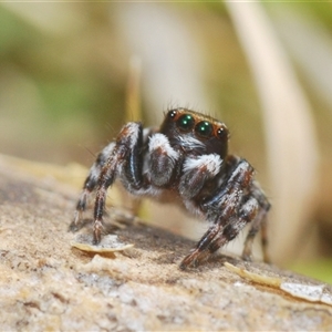 Maratus sp. (genus) at Uriarra Village, ACT - 30 Sep 2024