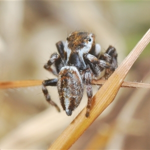 Maratus sp. (genus) at Uriarra Village, ACT - 30 Sep 2024