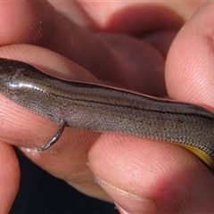 Hemiergis talbingoensis (Three-toed Skink) at Hall, ACT - 14 Sep 2024 by AndyRoo