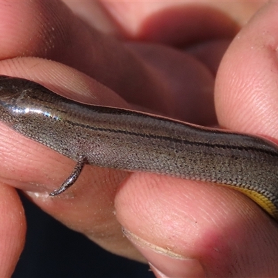 Hemiergis talbingoensis (Three-toed Skink) at Hall, ACT - 14 Sep 2024 by AndyRoo