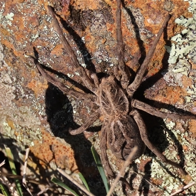 Tasmanicosa sp. (genus) (Tasmanicosa wolf spider) at Hall, ACT - 14 Sep 2024 by AndyRoo