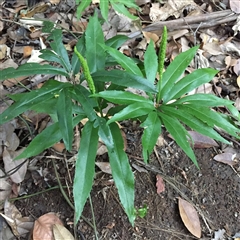 Helminthostachys zeylanica at Manoora, QLD - 30 Sep 2024 by Jase