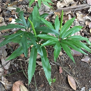 Helminthostachys zeylanica at Manoora, QLD - suppressed