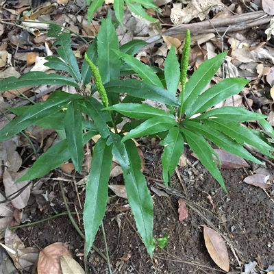 Helminthostachys zeylanica at Manoora, QLD - 30 Sep 2024 by Jase