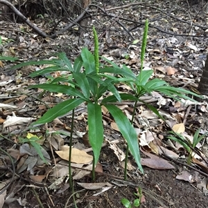 Helminthostachys zeylanica at Manoora, QLD - suppressed