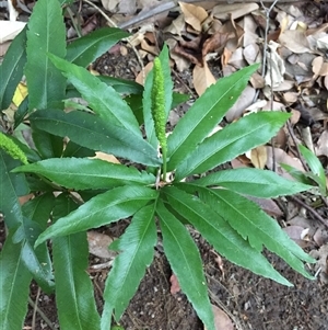 Helminthostachys zeylanica at Manoora, QLD - suppressed