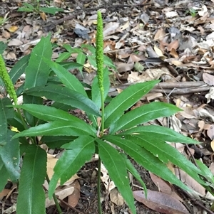 Helminthostachys zeylanica at Manoora, QLD - suppressed