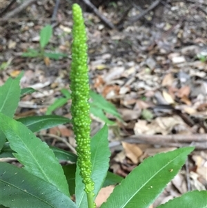 Helminthostachys zeylanica at Manoora, QLD - 1 Oct 2024