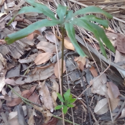 Helminthostachys zeylanica at Manoora, QLD - 30 Sep 2024 by Jase