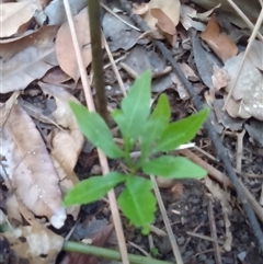 Helminthostachys zeylanica at Manoora, QLD - suppressed