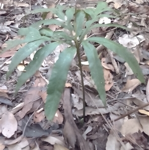 Helminthostachys zeylanica at Manoora, QLD - suppressed