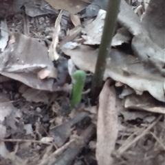 Helminthostachys zeylanica at Manoora, QLD - suppressed