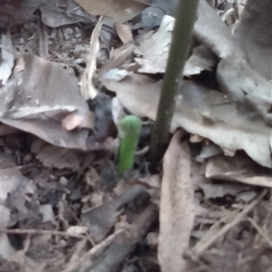 Helminthostachys zeylanica at Manoora, QLD - 1 Oct 2024