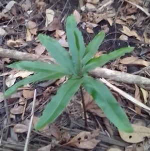 Helminthostachys zeylanica at Manoora, QLD - suppressed