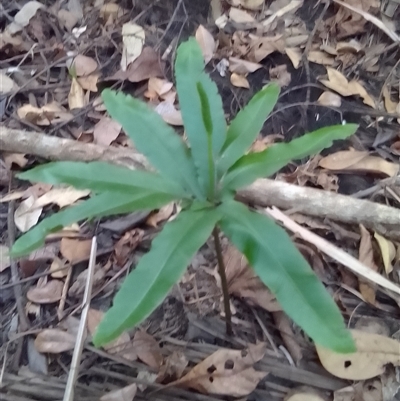 Helminthostachys zeylanica at Manoora, QLD - 30 Sep 2024 by Jase