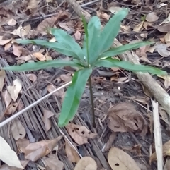 Helminthostachys zeylanica at Manoora, QLD - suppressed