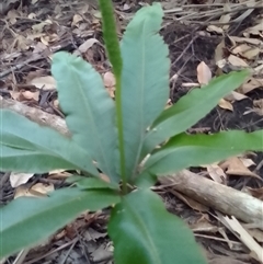 Helminthostachys zeylanica at Manoora, QLD - suppressed