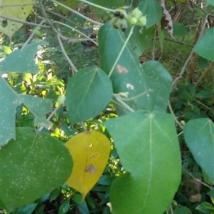 Macaranga involucrata var. mallotoides at Manoora, QLD - 1 Oct 2024