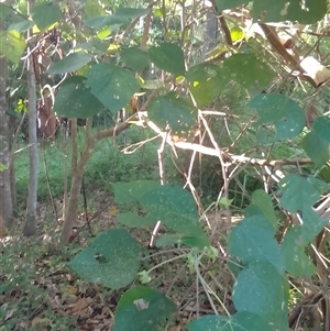 Macaranga involucrata var. mallotoides at Manoora, QLD - 1 Oct 2024