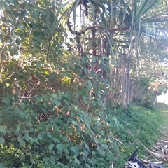 Macaranga involucrata var. mallotoides at Manoora, QLD - 1 Oct 2024 07:37 AM