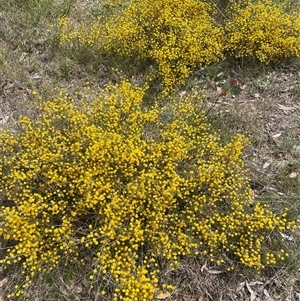 Acacia brownii at Mount Fairy, NSW - 30 Sep 2024