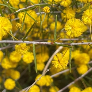 Acacia brownii at Mount Fairy, NSW - 30 Sep 2024