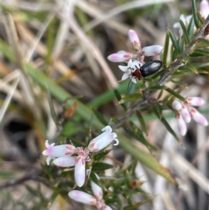 Lissanthe strigosa subsp. subulata at Mount Fairy, NSW - 30 Sep 2024