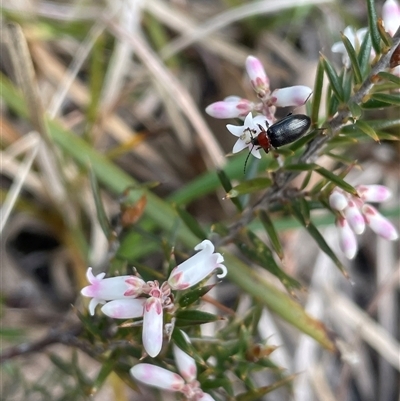 Lissanthe strigosa subsp. subulata (Peach Heath) at Mount Fairy, NSW - 30 Sep 2024 by JaneR