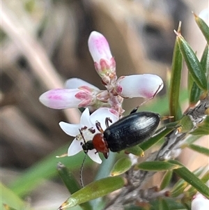 Atoichus bicolor at Mount Fairy, NSW - 30 Sep 2024