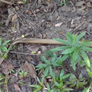 Helminthostachys zeylanica at Manoora, QLD - suppressed