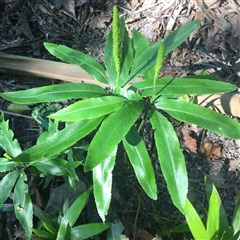 Helminthostachys zeylanica at Manoora, QLD - suppressed