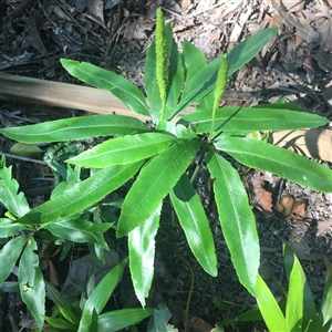 Helminthostachys zeylanica at Manoora, QLD - 1 Oct 2024