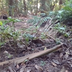 Helminthostachys zeylanica at Manoora, QLD - suppressed