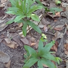 Helminthostachys zeylanica at Manoora, QLD - 30 Sep 2024 by Jase