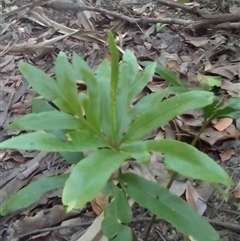 Helminthostachys zeylanica at Manoora, QLD - 1 Oct 2024