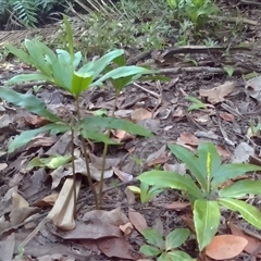 Helminthostachys zeylanica at Manoora, QLD - 1 Oct 2024