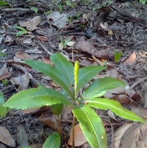 Helminthostachys zeylanica at Manoora, QLD - 1 Oct 2024