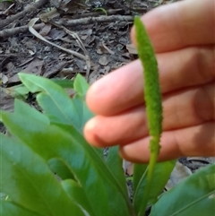 Helminthostachys zeylanica at Manoora, QLD - 1 Oct 2024