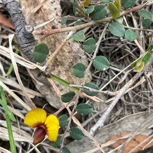 Bossiaea prostrata at Mount Fairy, NSW - 30 Sep 2024