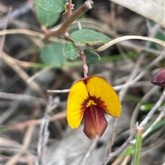 Bossiaea prostrata at Mount Fairy, NSW - 30 Sep 2024